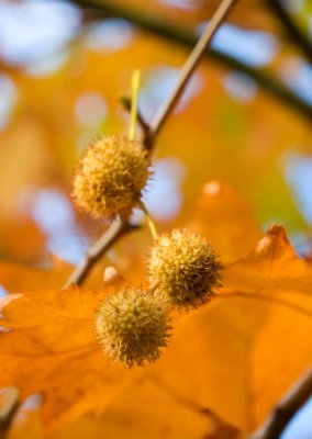 Platanus x hispanica (acerifolia) 'Suttneri' - platan javorolistý - plodenství